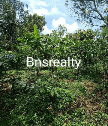 Tanah Lokasi Busungbiu 2