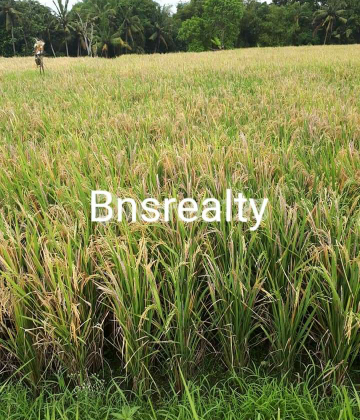 Tanah Lokasi Kedungu Tanah Lokasi Kedungu