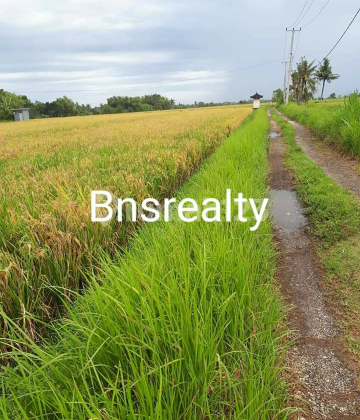 Tanah Lokasi Kedungu Tanah Lokasi Kedungu