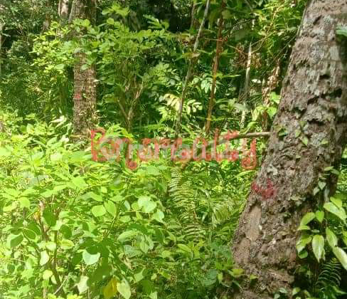 Land Location in Dawan