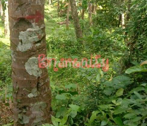 Land Location in Dawan