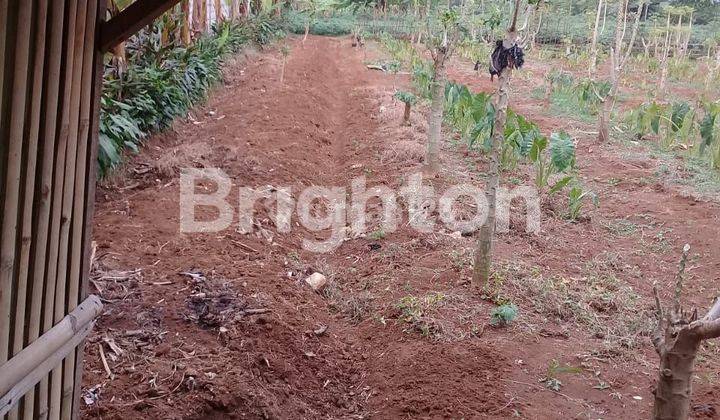 Tanah  Kebun  Strategis- Situ Gede - Bogor Barat 1