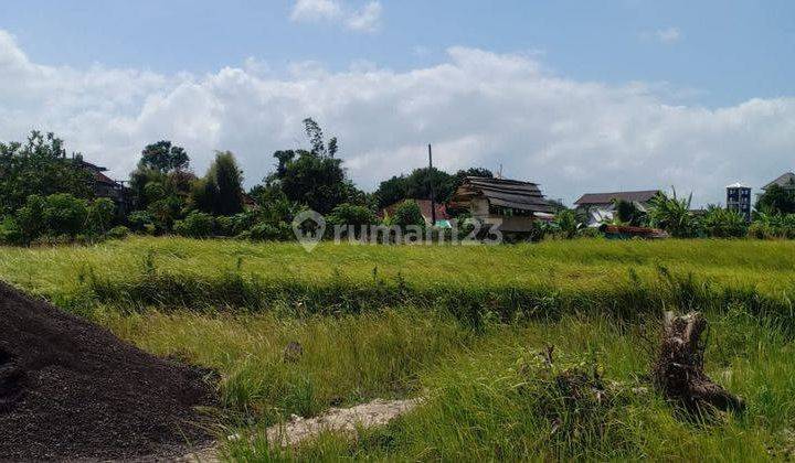 LARGE LAND VIEW FIELDS AROUND UMALAS LOCATION NEAR CANGGU 2