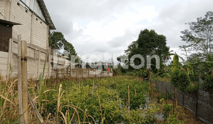 Tanah sawah murah pinggir jalan aspal Harjobinangun Kopi Pakem Daerah Istimewa Yogyakarta 2