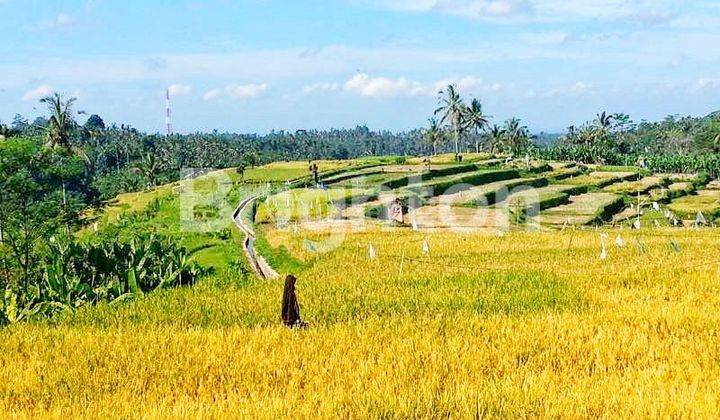 LARGE LAND IN UBUD WITH AMAZING AND INTERESTING VIEWS 1