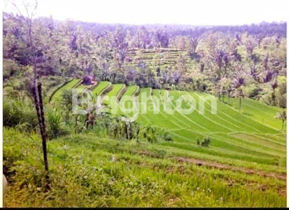 LAND IN UBUD 2.2 HA CLOSE TO PADMA RESORT UBUD 1