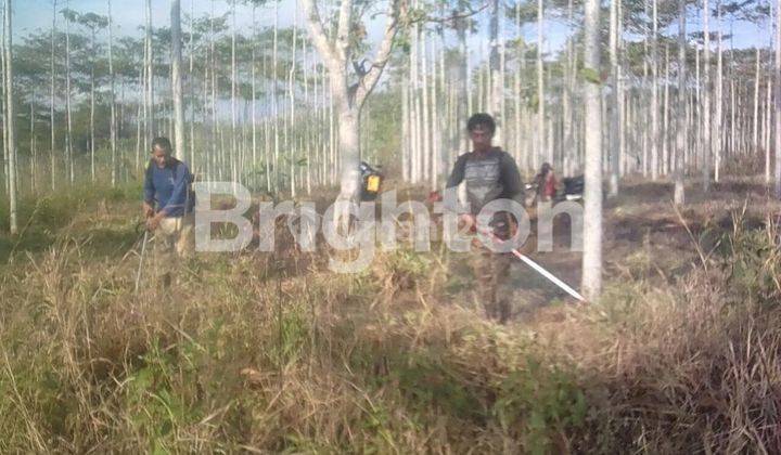 TANAH DAN KEBUN JATI MURAH DI SUKABUMI 2