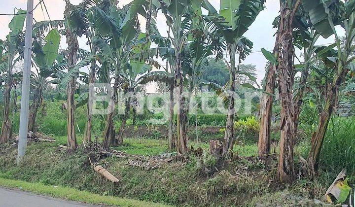 Tanah luas memanjang ke jalan. Tepat  depan SMA Al Hikmah Batu 2