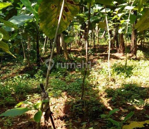 Kebun Jati Di Ciawi Gebang Kuningan 1