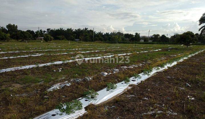 Tanah 1 kapling di Simpang Baru, Pekanbaru.. 1