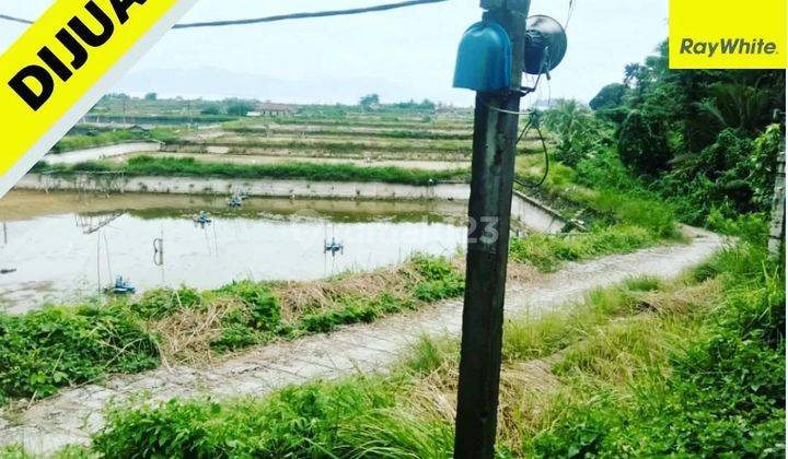 Tambak di desa Sidodadi  Padang Cermin, Pesawaran 1