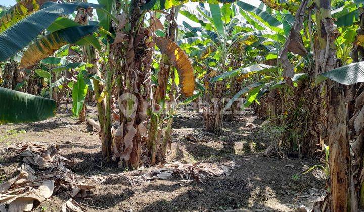 Tanah di Tembalang - Meteseh 17203 m² SHM 1