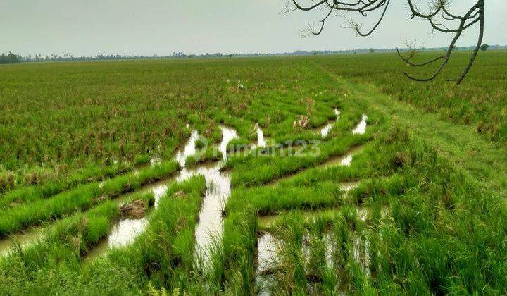 Murah Sawah Produktif Kelas 1 di Karangharja Pebayuran Bekasi 1