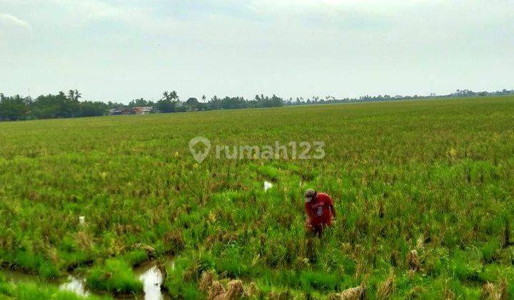 Murah Sawah Produktif Kelas 1 di Karangharja Pebayuran Bekasi 2