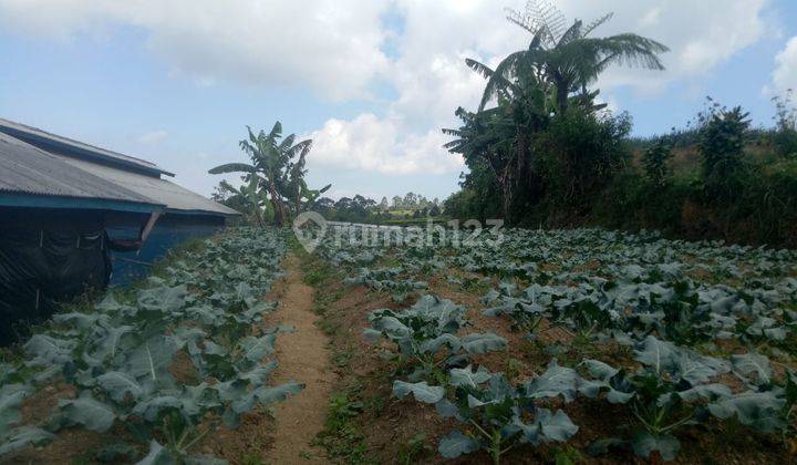 Tanah Darat/Kebun, Dekat Pusat Kota Cipanas Cianjur 2