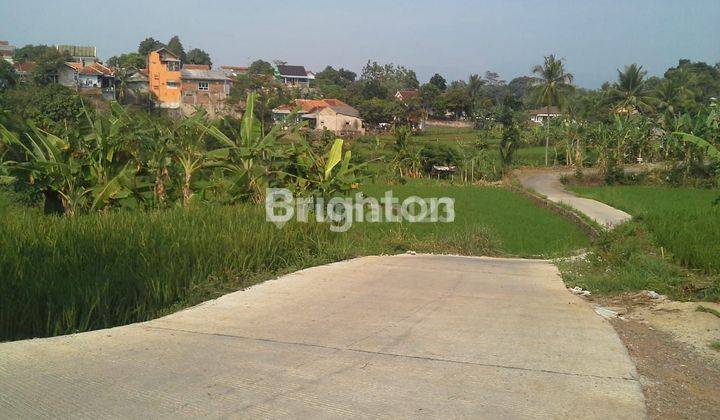 TANAH SAWAH SANGAT SUBUR DI CIANJUR KULON 1