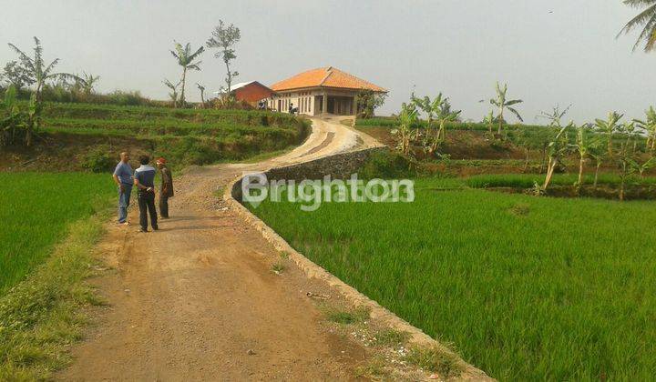 TANAH SAWAH SANGAT SUBUR DI CIANJUR KULON 2