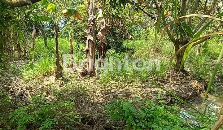 Tanah kebun produktif Sukatani Cikarang 2