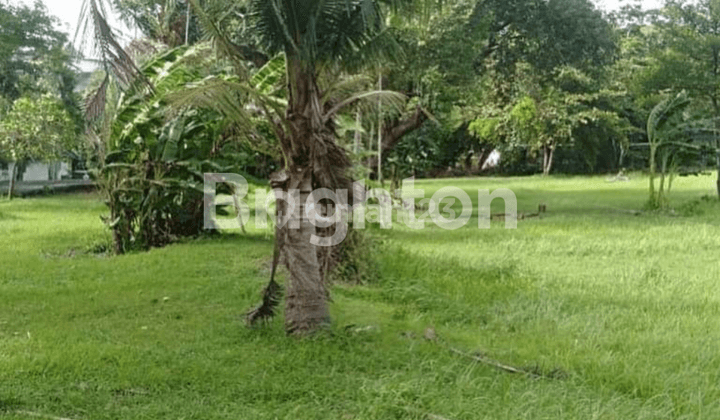 Tanah langka dekat pantai kayu putih berawa Canggu di bali 1