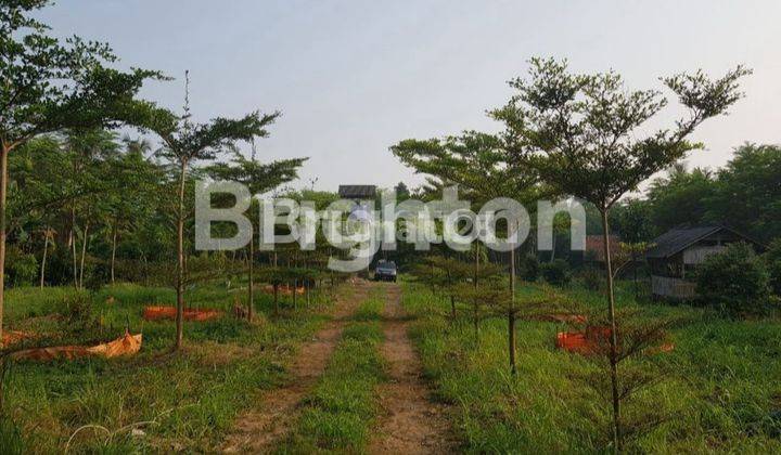 TANAH KEBUN GUNUNG SINDUR PARUNG 1