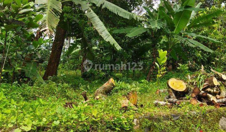 Tanah  cepat di Kalirejo, Singorojo 1