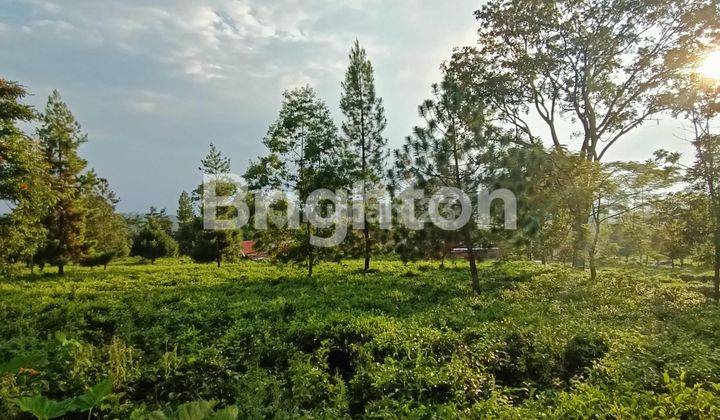 TANAH DEKAT RESTO TERKENAL DI KAKI GUNUNG LAWU NDORO DONKER