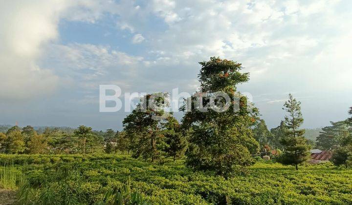 TANAH DEKAT RESTO TERKENAL DI KAKI GUNUNG LAWU NDORO DONKER 2