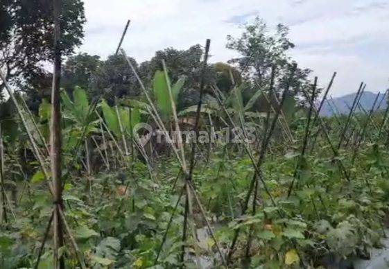 Tanah murah cocok buat vila, kebun di Desa Kutawaringin Cianjur 2