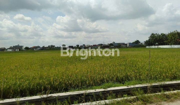 TANAH SAWAH DI DEKAT JALAN PROVINSI PERAK JOMBANG 1