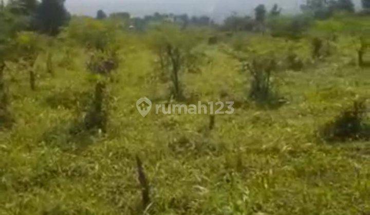 Tanah Desa Tajur Halang Kec Cijeruk Kab Bogor 1