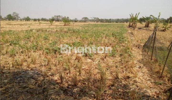 TANAH SAWAH DI KERTAJATI MAJALENGKA 2