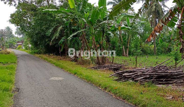 BANYUWANGI TANAH BAGUS KOTAK DI WONOSOBO SRONO 2