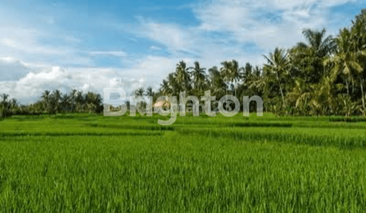 Tanah di sebelah Anantara Resort Ubud Bali  Kontur relatif datar, dengan view sawah luas, los sungai dan jungle view. 1