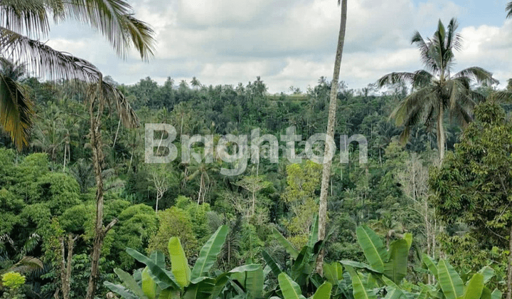 Tanah di sebelah Anantara Resort Ubud Bali  Kontur relatif datar, dengan view sawah luas, los sungai dan jungle view. 2