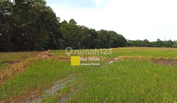 Cepat Sawah Di Metro Timur 2