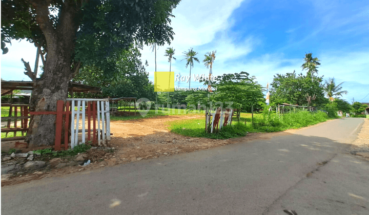 Tanah di Gunung Sulah Way Halim 2