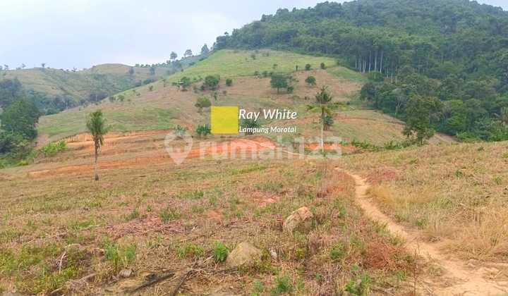 Tanah Pekarangan di Sabah Balau br Tanah Pekarangan di Sabah Balau br