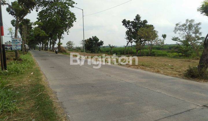 SAWAH LUAS PINGGIR JALAN RAYA BESAR MOJOWARNO 2