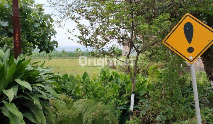 TANAH MURAH STRATEGIS PINGGIR JALAN PROPINSI PURWODADI 1