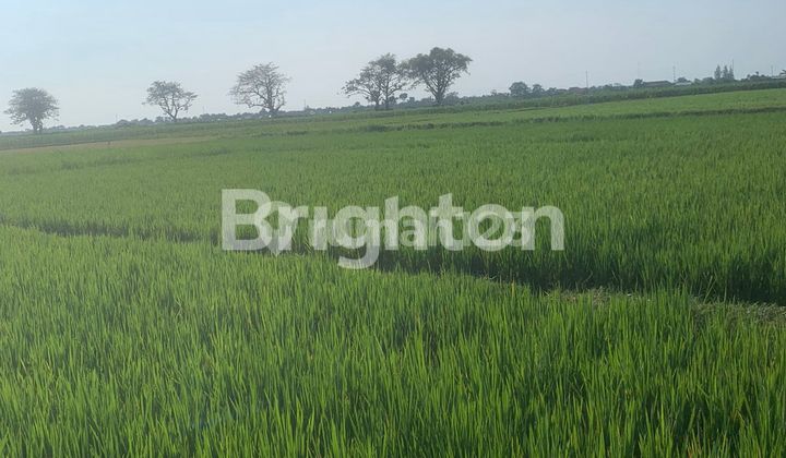 TANAH SAWAH MASIH SANGAT PRODUKTIF DAERAH TAYU PATI JAWA TENGAH