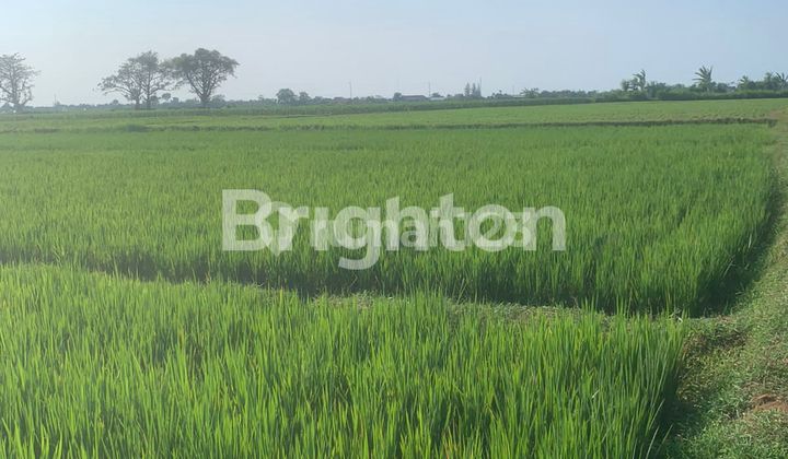 TANAH SAWAH MASIH SANGAT PRODUKTIF DAERAH TAYU PATI JAWA TENGAH