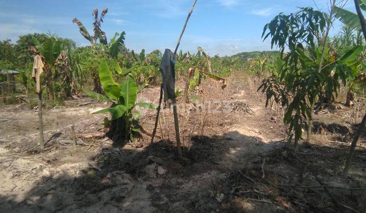 Tanah Murah Dengan Ukuran + 100 Meter X 460 Meter 4,6 Ha Dengan Harga Rp. 95 Ribu M2 2