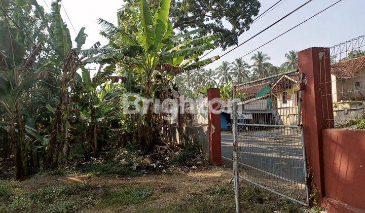 Kebun pisang siap panen 1