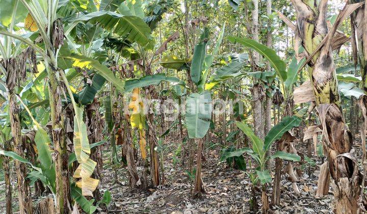 Kebun pisang siap panen 2