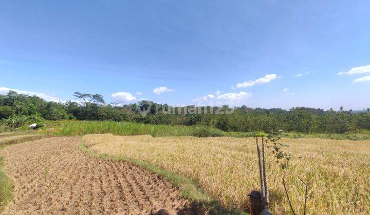 Sawah di Sarwadi - Talun kab Cirebon  1