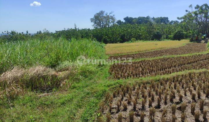 Sawah di Sarwadi - Talun kab Cirebon  2