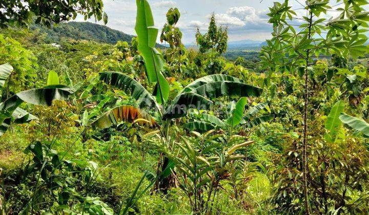 Tanah Kebun di Dekat Kawasan Wisata Tanjung Lesung Banten 2