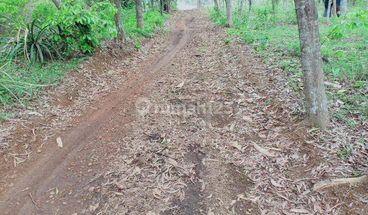 Tanah Kebun di Belakang Perumahan Setu Indah Bekasi Jawabarat 1