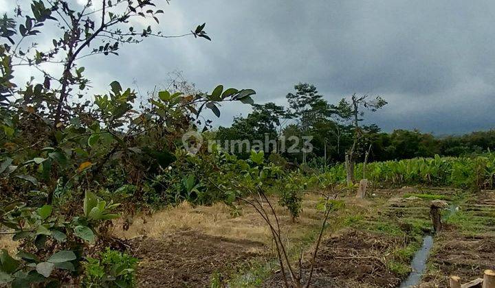 CEPAT TANAH PERKEBUNAN SANGAT LUAS HARGA TERJANGKAU 1