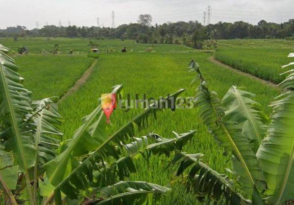 Land For Lease at Tabanan Area Close to Bypass Tanah Lot Road 1